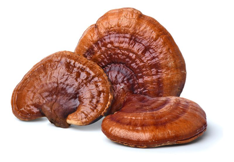 3x Extrato Reishi Teko Porã - Ganoderma Lucidum - 30ml cada