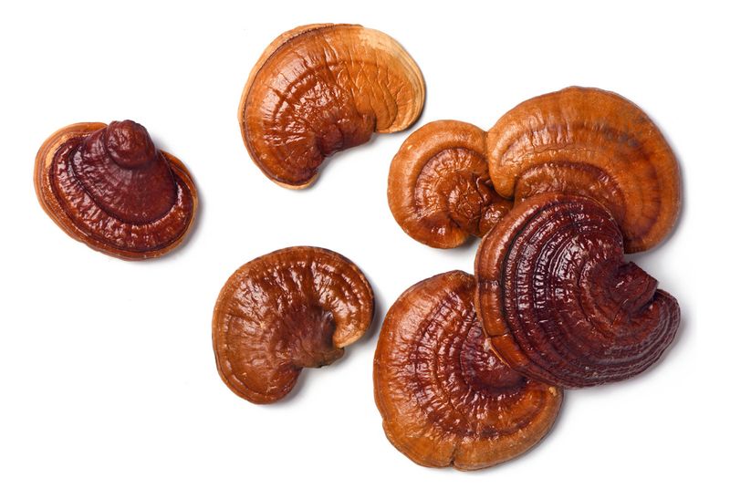 Extrato Reishi - Ganoderma Lucidum- 30ml- Fungilovers