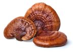 Kit 3x Extrato Reishi - Ganoderma Lucidum - 30ml - Fungilovers