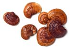 Kit 3x Extrato Reishi - Ganoderma Lucidum - 30ml - Fungilovers
