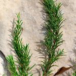 Dolce & Gabbana Light Blue Pour Homme - Eau de Toilette - Perfume Masculino - 50ml