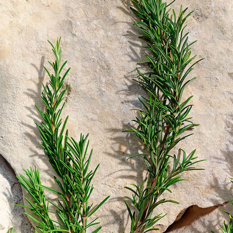 Dolce & Gabbana Light Blue Pour Homme - Eau de Toilette - Perfume Masculino - 50ml