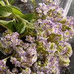 Dolce & Gabbana - Q - Eau de Parfum Intense - Perfume Feminino - 50ml