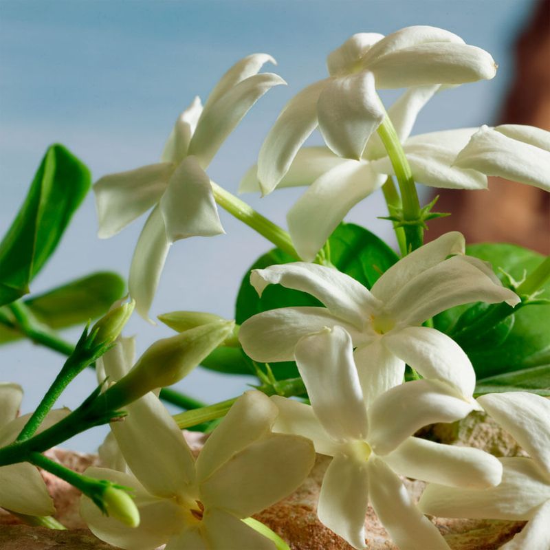 Dolce & Gabbana - Q - Parfum - Perfume Feminino - 100ml