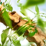 Lancôme - Ô de Lancôme Ôff Now - Perfume Feminino - Eau de Toilette - 100ml